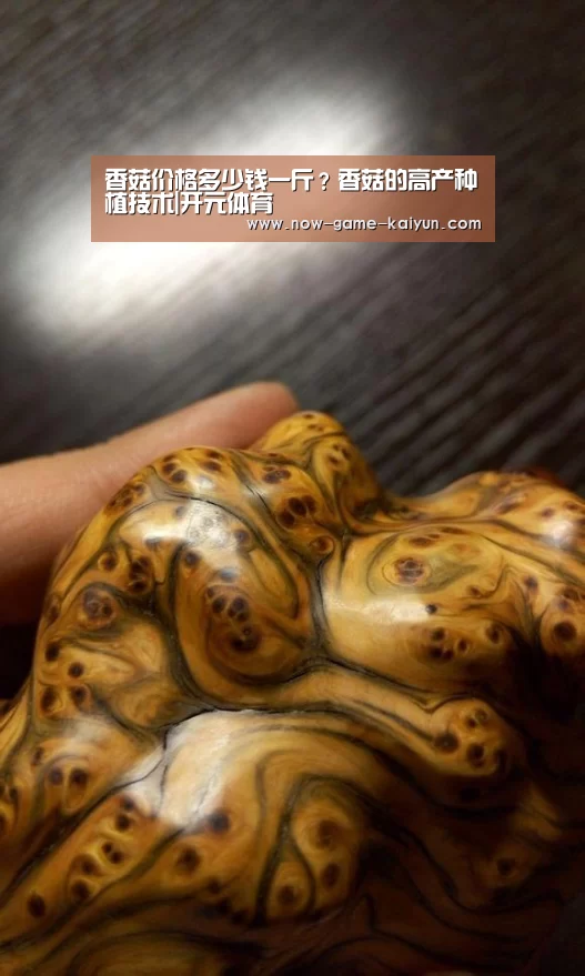 香菇价格多少钱一斤?香菇的高产种植技术|开元体育(图2) 开云体育官网